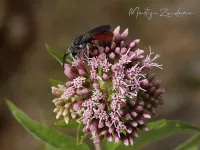 Grote bloedbij [Sphecodes albilabris]